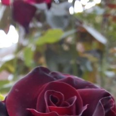 Аселя Каржаубаева, 19.01.1982, Алматы