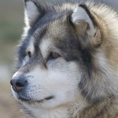 Игорь Павлов, 26.08, Саратов