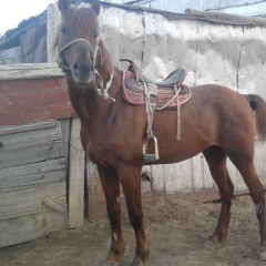 Абзал Ахмедия, 17.05.1995, Алматы