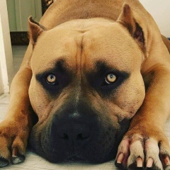 Андрей Шаталов, Москва