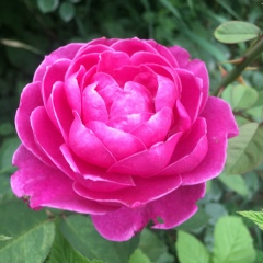 Nelly Lamanova, 04.05