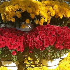 Елена Навроцкая, Тирасполь