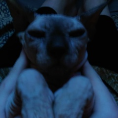 Алена Шереметьева, Москва