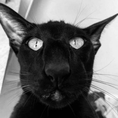 Алексей Бушуев, Санкт-Петербург