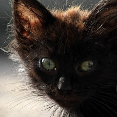 Вика Хвостикова