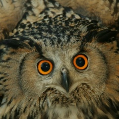 Станислас Марковский, 04.11.1986, Львов