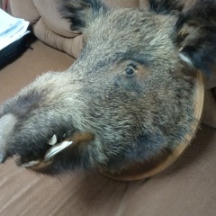 Олег Сафин, 12.12, Камышин