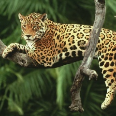 Луиза Кадырова, 18.07.1981, Москва