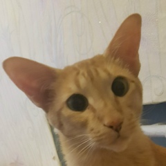 Анатолий Провоторов, Санкт-Петербург