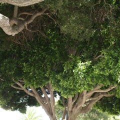 Альбина Ромаш, 11.03, Алматы