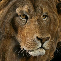 Алексей Алексеев, 01.09.1980, Армавир