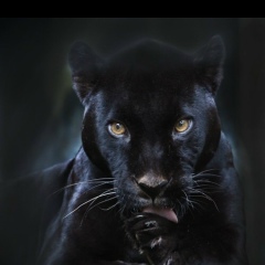 Алла Демьянец, 16.10, Донецк