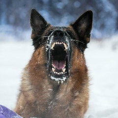 Мишка Stifler, 23.04.2009, Воронеж