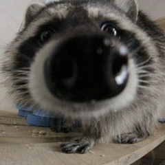 Доминика Илюхина, 28.03, Тула