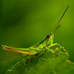 Александр Кузнецов, 08.03.1975, Северодвинск