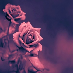 Aslan Muslimov, 13.12, Атырау