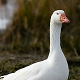 Гусь Белый, 09.02, Гусево