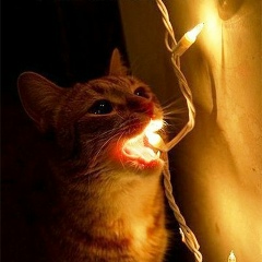 Дмитрий Поликарпов