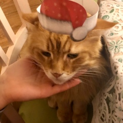 Анна Степура, 01.10, Москва