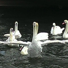 Ирина Опрст, 26.04