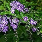 Nila Htun, 09.12.1978