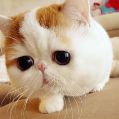 Светлана Илиева, 03.09, Москва