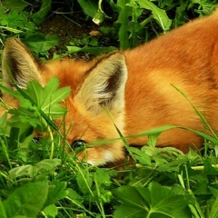 Виктория Викулова, 18.04.1989, Москва