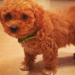 Татьяна Смирнова, 15.07, Toronto