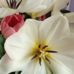 Елена Чижмак, Москва