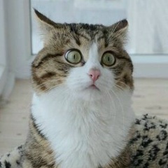 Bota Baisugurova, 28.11, Алматы