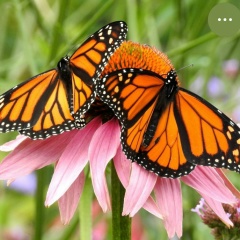 Равиль Шункаров, Ижевск