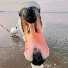 Алексей Новиков, 18.07, Калининград