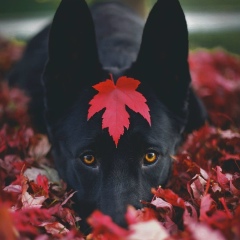 Виктория Копнина, Москва