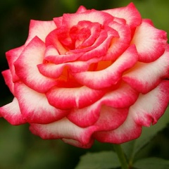 Фарида Садырбаева, 02.12, Алматы