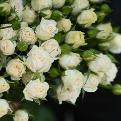 Елена Славянская, 13.02.1988