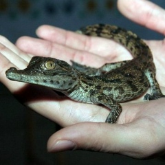 Анастасия Ариас-Волкова, 23.09.1983, Волгоград