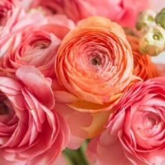 Надежда Горбачёва, Москва