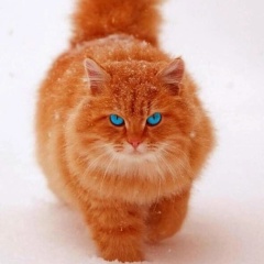 Анна Третьякова, 16.01, Санкт-Петербург