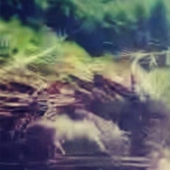 Нармина Ханова, Саратов