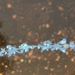 Анастасия Абрамова, Санкт-Петербург