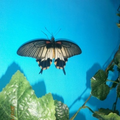 Сашуня Беседина, Новоукраинка