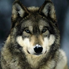 Алексей Польников, 13.11, Новосибирск