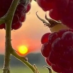 Таисия Ивченко, Ессентуки