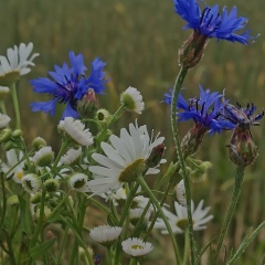 Оля Кузьменко, Минск