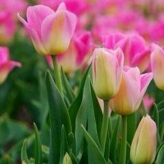 Dilnoza Hashimova, 11.02.2000, Москва