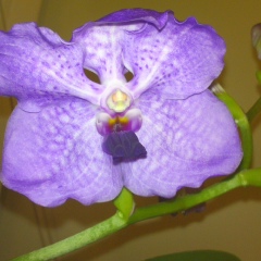 Наталья Чулаевская, Киев