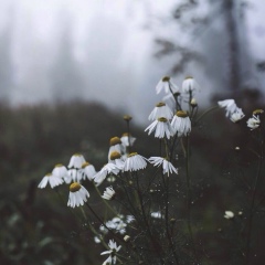 Ксения Небыкова, Южное