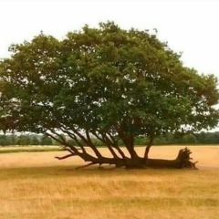 U-Phyu Win, 13.03.1976