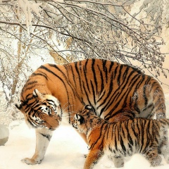 Кеулимжай Бегжанов, 12.09.1990, Нукус