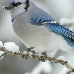 Aleka Daniyal, 02.11, Алматы